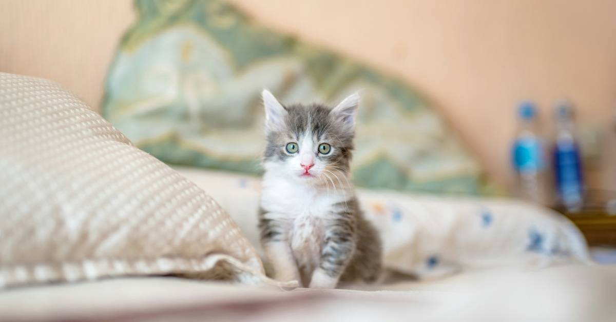 Fluffy gray and white kitten sitting on a bed between soft pillows