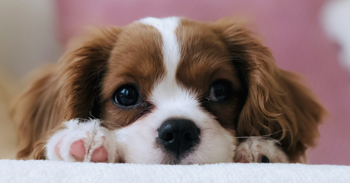 Cavalier King Charles Spaniel puppy resting its head on a soft white blanket